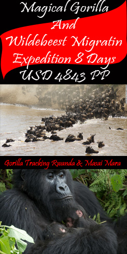 Gorilla Tracking And Mara Migration Safaris