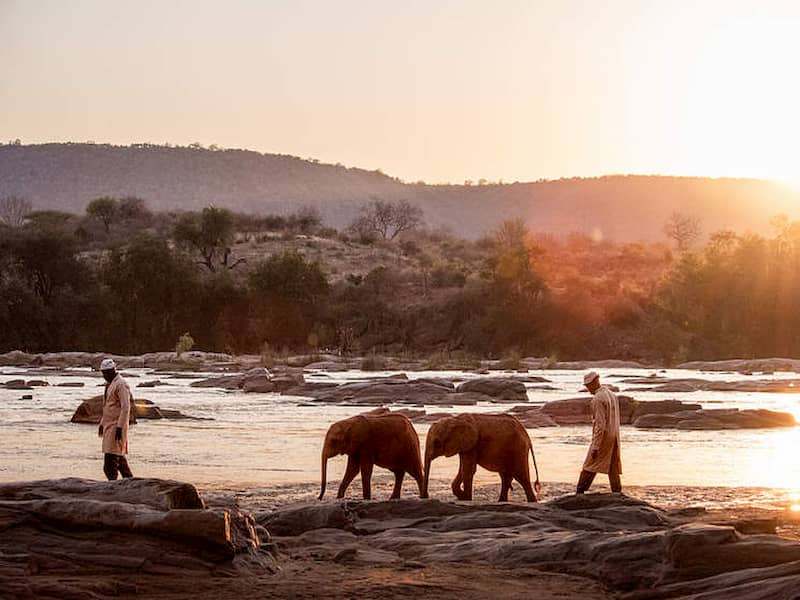 Elephants Watching