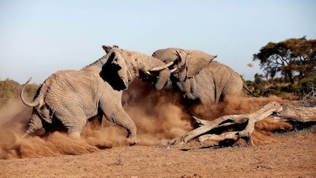 AMBOSELI NATIONAL PARK ATTRACTIONS, ATTRACTIONS AMBOSELI NATIONAL PARK, ACTIVITIES AMBOSELI NATIONAL PARK, AMBOSELI NATIONAL PARK ACTIVITIES, AMBOSELI NATIONAL RESERVE, ACCOMMODATION AMBOSELI NATIONAL PARK, LODGES AMBOSELI NATIONAL PARK, AMBOSELI NATIONAL PARK LODGES, AMBOSELI NATIIONAL PARK ACCOMMODATION, AMBOSELI NATIONAL PARK, AMBOSELI, ACCOMMODATION, LODGES, NATIONAL PARK, NATIONAL, PARK, TOURIST ATTRACTIONS AMBOSELI NATIONAL PARK, TOURIST ACTIVITIES AMBOSELI NATIONAL PARK,  ATTRACTIONS, ACTIVITIES,  TENTED CAMPS, WHERE TO STAY, WHAT TO DO, BIRD WATCHING, BIRD WALKS, GAME DRIVE, BALLON SAFARIS, MT KILIMANJARO, CLIMBING