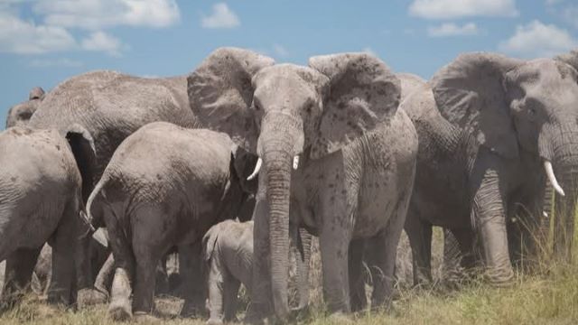 ELEPHANTS OF AMBOSELI NATIONAL PARK, AMBOSELI NATIONAL PARK ATTRACTIONS, ATTRACTIONS AMBOSELI NATIONAL PARK, AMBOSELI NATIONAL PARK ACTIVITIES, TOURIST ATTRACTINS AMBOSELI NATIONAL PARK, TOURIST ATTRACTIONS, TOURIST ACTIVITIES, AMBOSELI NATIONAL RESERVE,  WHAT TO DO, WHERE TO STAY, AMBOSELI MAMMALS, AMBOSELI ELEPHANTS,  ATTRACTIONS IN AMBOSELI NATIONAL PARK, ACCOMMODATION AMBOSELI NATIONAL PARK, LODGES IN AMBOSELI NATIONAL PARK, HOTELS AMBOSELI NATIONAL PARK, ATTRACTIONS, ACTIVITIES, GAME DRIVES, ACTIVITIES, MAMMALS, BIRDS, WILDLIFE