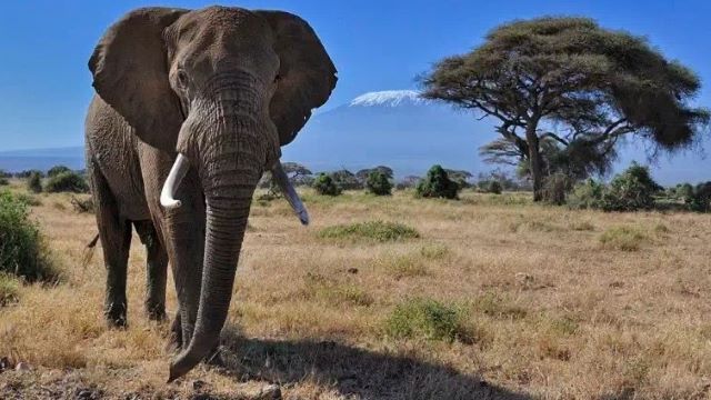 AMBOSELI NATIONAL PARK ATTRACTIONS, AMBOSELI NATIONAL PARK LODGES, LODGES IN AMBOSELI, ACTIVITIES AMBOSELI NATIONAL PARK, AMBOSELI NATIONAL PARK ACTIVITIES, BEST OFFERS, RATES, DISCOUNTS, PRICE, AMBOSELI ELEPHANTS, AMBOSELI, ATTRACTIONS, ACTIVITIES, WHERE TO STAY, WHAT TO DO AMBOSELI NATIONAL PARK, WHERE TO STAY AMBOSELI NATIONAL PARK, AMBOSELI NATIONAL PARK WHAT TO DO, SERENA LODGE AMBOSELI, KIBO VILLA LODGE, TAWI LODGE AMBOSELI, SOPA LODGE AMBOSELI, KIBO SAFARI CAMP, AMBOSELI SERNTRIM LODGE, AMBOSELI NATIONAL PARK WHERE TO STAY, AMBOSELI NATIONAL RESERVE, BALLOON SAFARIS, LODGES, HOTELS, BIRD WATCHING, GAME DRIVES