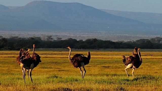 AMBOSELI NATIONAL PARK ACCOMMODATION, ACCOMMODATION AMBOSELI NATIONAL PARK, LODGES AMBOSELI NATIONAL PARK, AMBOSELI NATIONAL PARK LODGES,  BEST RATES, BEST OFFERS, DISCOUNTS, BEST LODGES, 5 STAR LODGES, LUXURY LODGES LIKE KIBO VILLA, AMBOSELI TORTILIS, AMBOSELI SERENA LODGE, AMBOSELI SOPA LODGE, OL TUKAI, KIBO SAFARI CAMP, SENTRIM ABOSELI LODGE, AMBOSEI TORTILIS CAMP, AMBOSELI TAWI LODGE, AMBOSELI LODGE, SATAO ELERAI, KILIMANJAROS SAFARI CAMP, AA LODGES, SUNDOWNERS, ATTRACTIONS, ACTIVIIES ,RESERVE, CAMPING, TENTED CAMPS, TENTED LODGE, AMBOSELI NATIONAL PARK, ACTIVITIES AMBOSELI NATIONAL PARK,  WHAT TO DO, WHAT TO SEE, WHERE TO STAY AMBOSELI NATIONAL PARK, AMBOSELI NATIONAL RESERVE,  AMBOSELI, WHERE TO STAY, WHEN TO GO