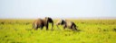 amboseli national park, amboseli, national, park, attractions,activies