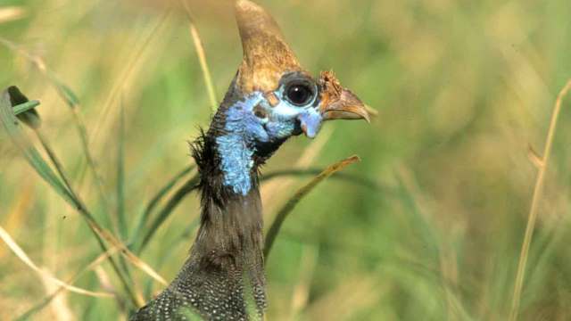 MERU NATIONAL PARK ATTRACTIONS AND ACTIVITIES, GAME DRIVES, BIRD WATCHING, CANOE RIDES, CULTURAL TOURS, 