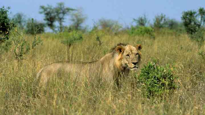 the big five- elephants, lion, leopard, rhino and buffalo, rare species like somali ostrich and reticulated giraffe