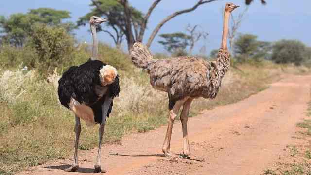 meru national park activities, animals in meru national park, rivers, bwatherongi, murera, tana, water, rafting, game, viewing, popular, tourist, tourists, activities, meru, national, park, birds, mammals, wildlife