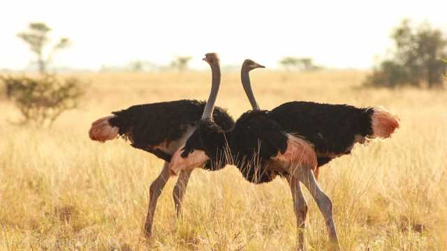 meru national park attractions, tourist activities in meru national park, meru, national, park,activities, attractions, birds, mammals, birdlife,bandas, lodges, accommodation, best offers, elsa, lioness,  profuse, magnificent, birdlife, bird, watching, ostriches, eagles,