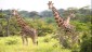 mammals in meru national park