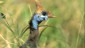 meru national park activities