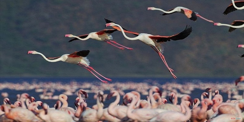 lake nakuru national park activities, what to do, where to stay, attractions in lake nakuru national park, lake nakuru lodges, accommodation, lake nakuru lodges, hotels, lake nakuru accommodation, lake, nakuru, lodges,tour, tours, safaris, safari, flight, fly to lake nakuru, attractions, activities