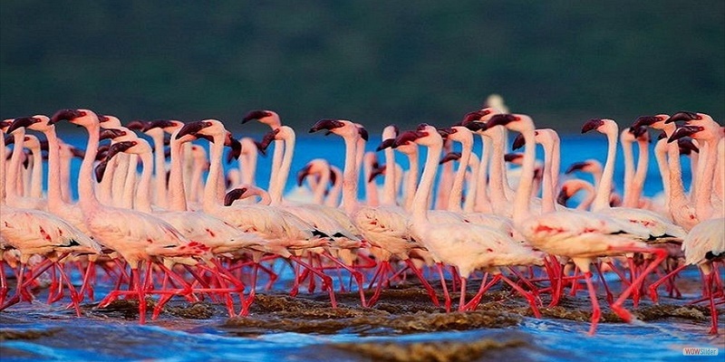 lake nakuru national park accommodation, hotels, lake nakuru, lake nakuru national park, lake nakuru tourist activities, flamingo hills camp, lion hill lodge, lake nakuru national park tourist activities, attractions in lake nakuru, tour, tours, safaris, safari, flight, fly to lake nakuru,  attractions nakuru national park, 