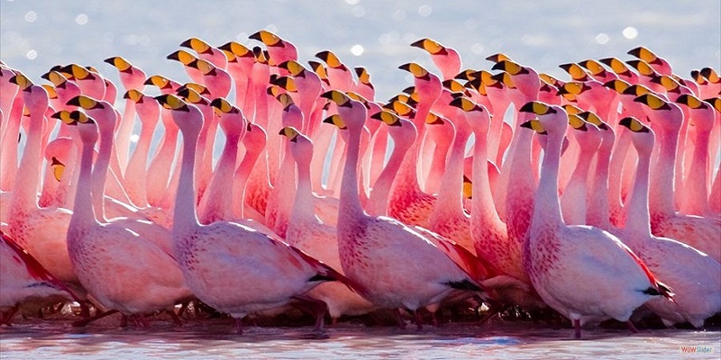 lake nakuru national park attractions, lake nakuru tourist activities, lake nakuru national park activities, lake nakuru, national park, lake, nakuru, accommodation,lodges,tour, tours, safaris, safari, flight, fly to lake nakuru, hotels lake nakuru lake nakuru national park lodges, what to do, where to stay,