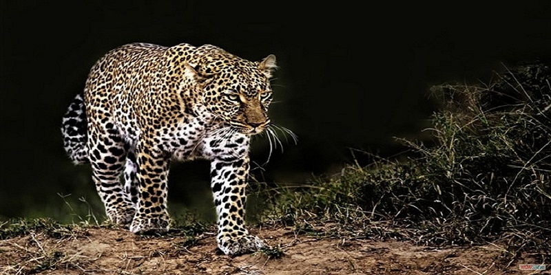 lake nakuru national park attractions, birds, birdlife, mammals, attractions, activities, birds of lake nakuru, mammals of lake nakuru,
