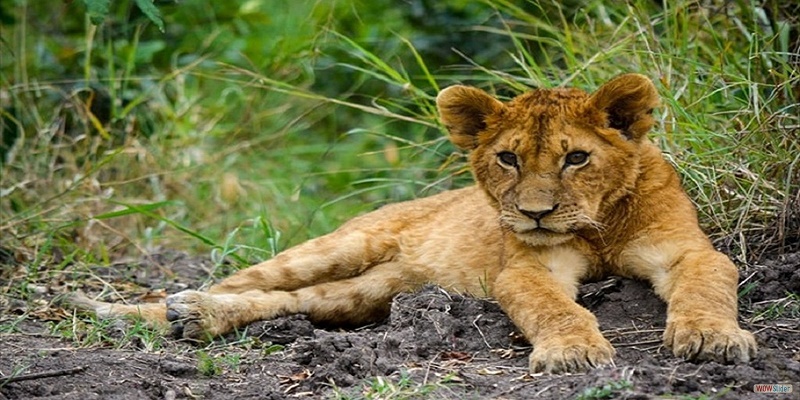 lake nakuru national park, attractions, lodges, hotels, nakuru town hotels, lions, giraffe