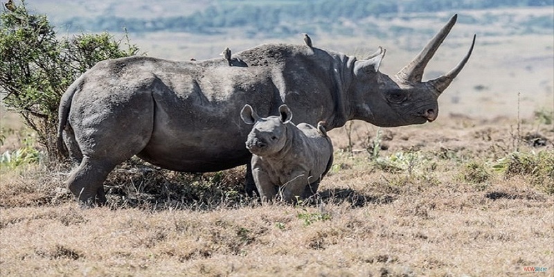 lake nakuru national park attractions, lake nakuru national park activities, lake, nakuru, national, park, activities, attractions, lodges, accommodation, hotels, lake nakuru hotels,