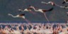 lake nakuru national park activities