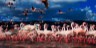 lake nakuru birds