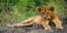 attractions lake nakuru national park