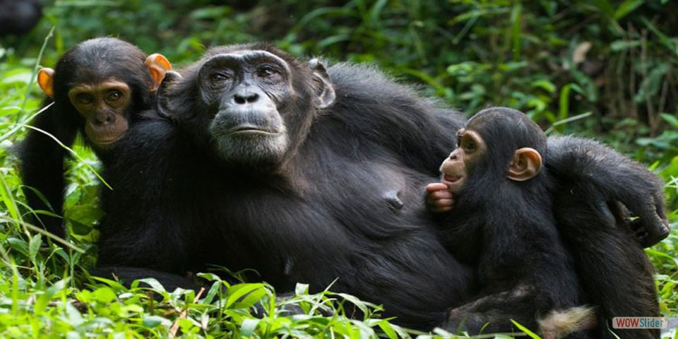 QUEEN ELIZABETH NATIONAL PARK ATTRACTIONS, ACTIVITIES, CHIMPANZEE TREKKING, CHIMPANZEE HIKING, ACCOMMODATION, LODGES, UGANDA, TREE CLIMBING LIONS, 