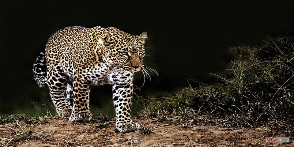 MAMAMALS, PREDATORS, QQUEEN ELIZABETH NATIONAL PARK