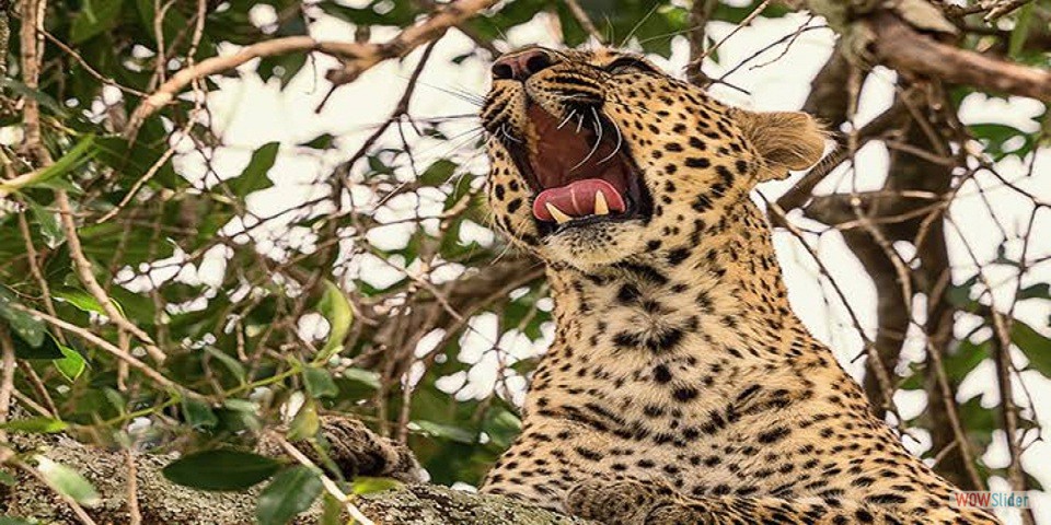 MAMAMALS, PREDATORS, QUEEN ELIZABETH NATIONAL PARK