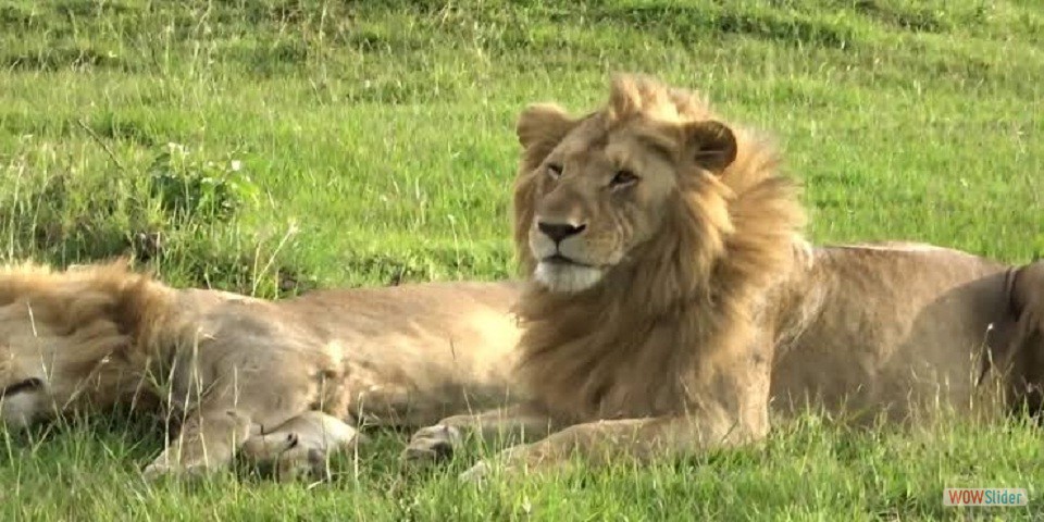 lions