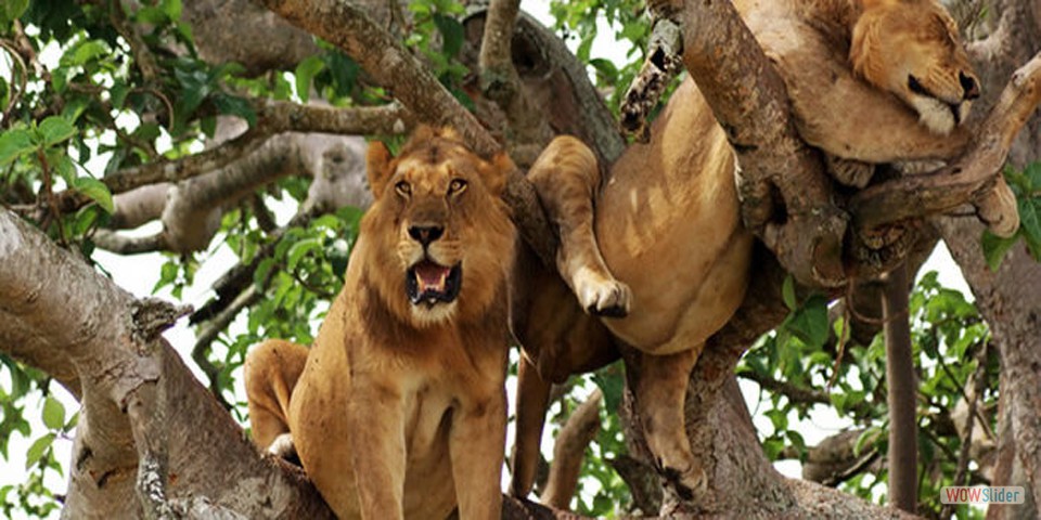 QUEEN ELIZABETH NATIONAL PARK ATTRACTIONS, ACTIVITIES, WHAT TO SEE, WHAT TO DO, WHERE TO STAY, ACCOMMODATION, LODGES, CHIMPANZEE TREEKING, KYAMBURA GORGE, ISHASHA FOREST, MARAMAGAMBO FOREST, ISHASHA, LODGE, JACANA, MWEYA, SAFARI, SAFARIS, KASINGA CHANNEL,CHIMPANZEE, HIKING, GORILLA, TREKKING, BWINDI