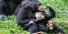 Chimps At Kyambura