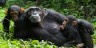 Kyabura Chimps At Leisure