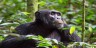Chimp Trekking Kyambura