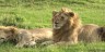 lions