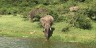 Elephants