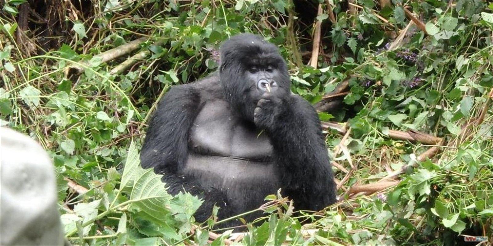 ATTRACTIONS IN RWANDA VOLCANOES NATIONAL PARK, GORILLA, GOLDEN MONKEY TREKKING, HIKING, TRACKING, WHAT TO BRING, SEE, DO, CLIMBING KARISIMBI, BISOKE, VISIT LAKES BURERA, RUHONDO, KIVU, ACCOMMODATION LODGES
