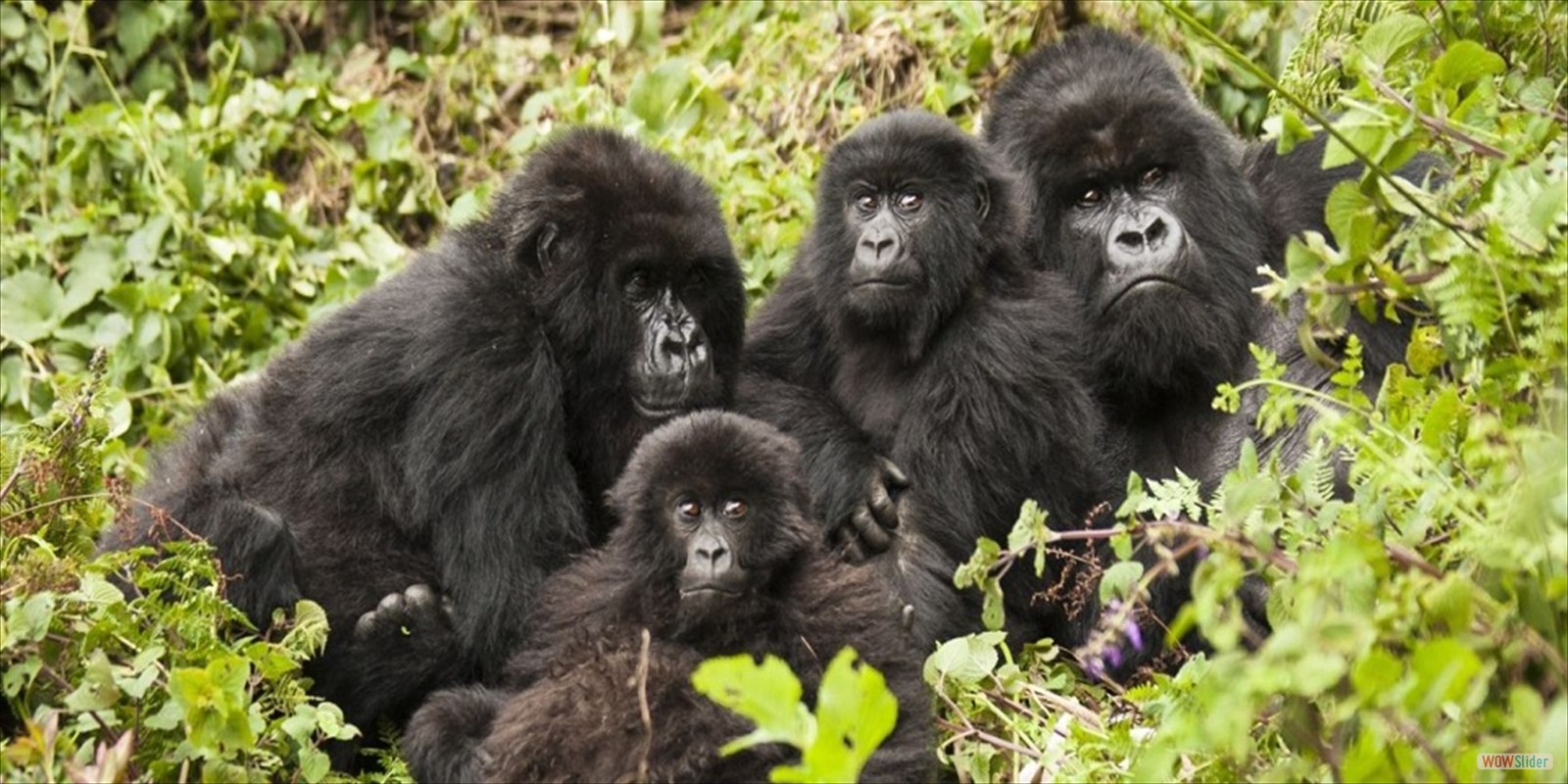 VOLCANOES, NATIONAL, PARK, RWANDA, WHAT TO BRING, TOURIST, ATTRACTIONS, ACTIVITIES, ACCOMMODATION, LODGES, WHERE TO STAY, WHAT TO DO, 
