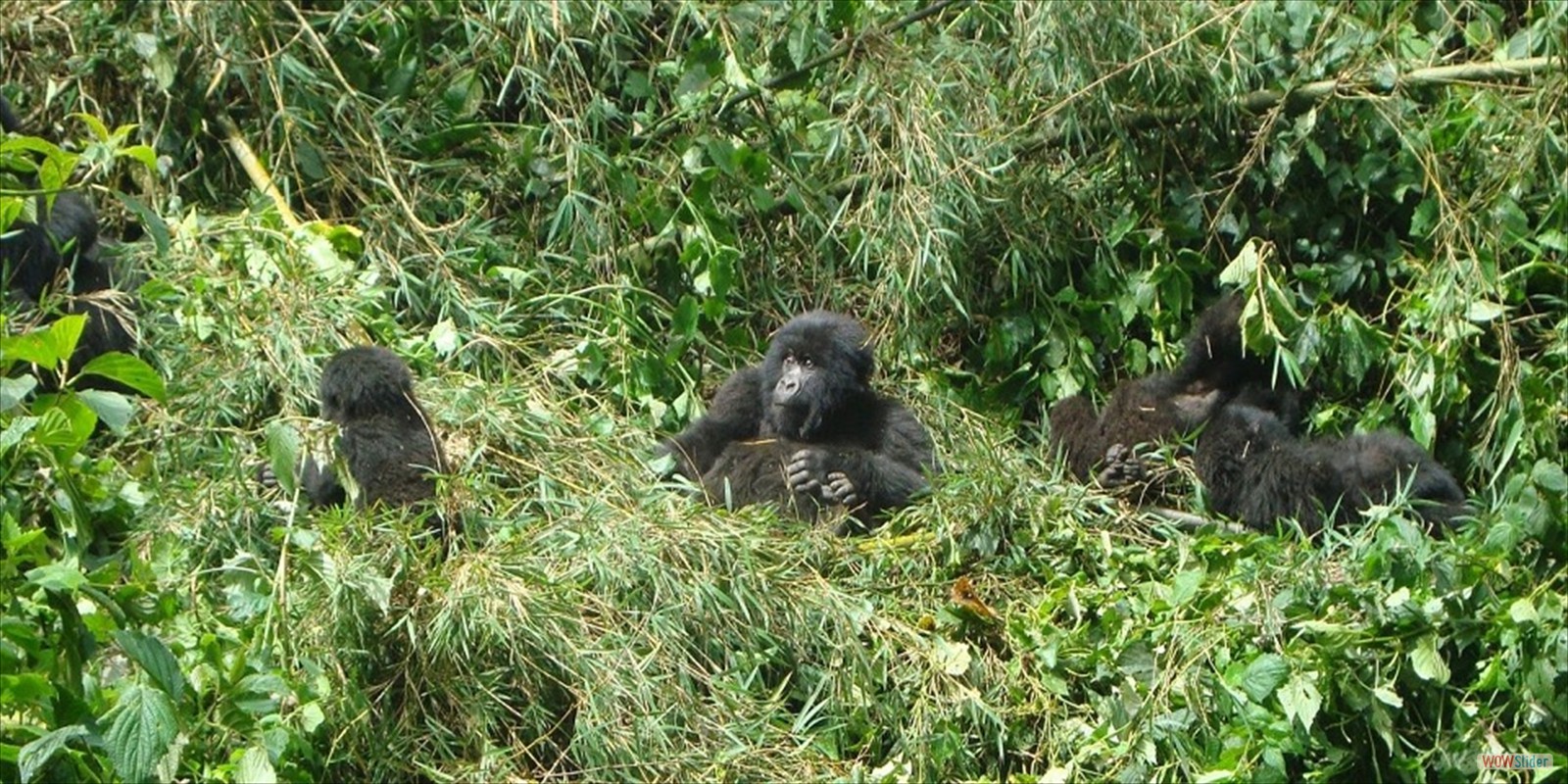 WHERE TO STAY RWANDA VOLCANOES NATIONAL PARK, WHERE, TO, STAY, ACCOMMODATION RWANDA VOLCANOES NATIONAL PARK, ACCOMMODATION VOLCANOES NATIONAL PARK RWANDA,LODGES, BISATE LODGE, VOLCANOES LODGE, MOUNTAIN GORILLA VIEW LODGE, LE BOMBOU LODGE, GORILLA NEST LODGE, ACCOMMODATION, 