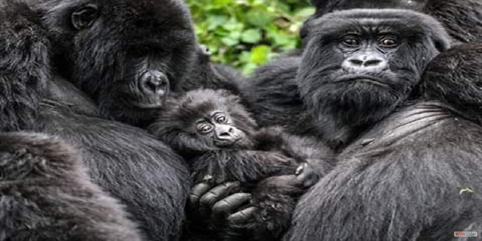 GORILLA FAMILIES VOLCANOES NATIONAL PARK, RWANDA, VOLCANOES, NATIONAL, PARK, GORILLA, FAMILIES, GROUPS, TREKKING, HIKING, TOURS, SAFARIS,