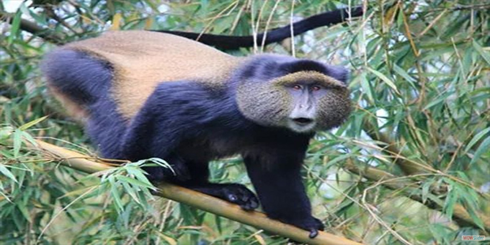 GOLDEN MONKEY TREKKING, VOLCANOES NATIONAL PARK, RWANDA, GOLDEN MONKEY TREKKING, HIKING, GOLDEN, MONKEY