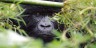 GORILLA, TREKKING, HIKING, TRACKING, SAFARIS, FAMILIES, GROUPS