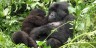GORILLA TREKKING RWANDA, GORILLA, FAMILIES, GROUPS