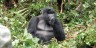 RWANDA VOLCANOES NATIONAL PARK, ATTRACTIONS, ACTIVIITIES