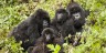 GORILLA FAMILIES, GORILLA GROUPS, VOLCANOES NATIONAL PARK, RWANDA