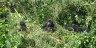 GORILLA TRACKING RWANDA, WHAT TO BRING