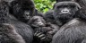 WHAT, TO, WEAR , GORILLA, TREKKING, RWANDA, HIKING, SAFARIS, RWANDA