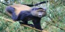 GOLDEN MONKEY, TREKKING, HIKING, RWANDA VOLCANOES, NATIONAL PARK,