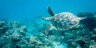 turtles