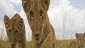 Wildlife Safaris