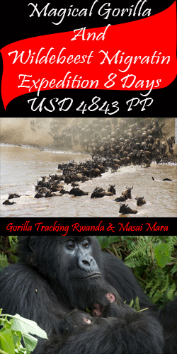Gorilla Tracking, Trekking, Rwanda Masai Mara Migration Safaris