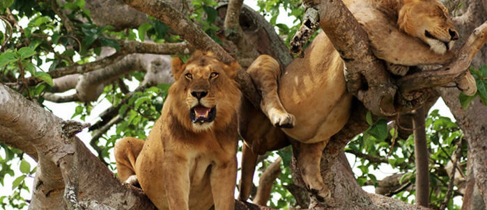 Queen Elizabeth national park attractions, Queen Elizabeth national park activities, Queen Elizabeth, national park, Queen Elizabeth national park,  Queen Elizabeth national park accommodation, lodges, tented camps, where to stay, what to do, 10 crater lakes, Kyambura Gorge,Maramagabo Forest,Lake George,Lake Edward,Kazinga Channel, tree climbing lions, chimpanzee trekking, hiking