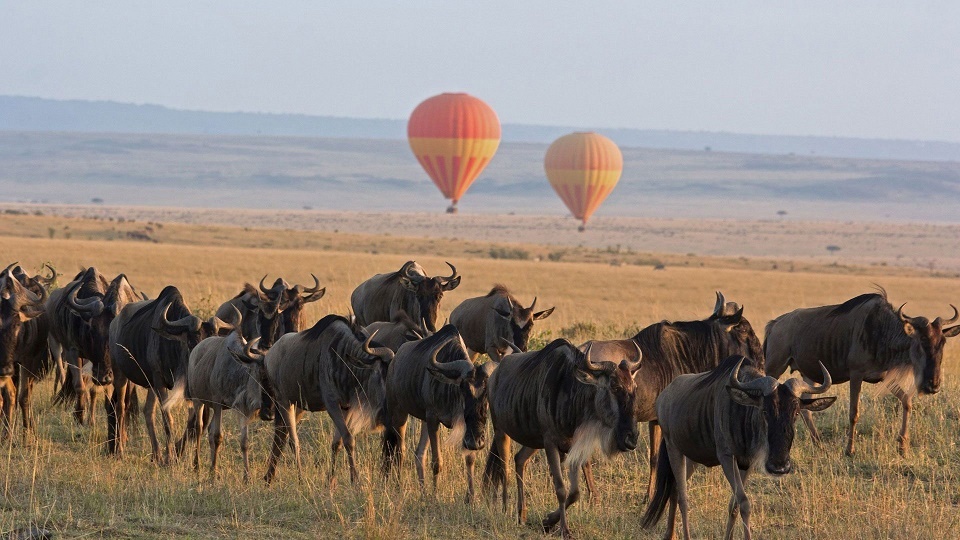 wildebeest migration masai mara national park 4 days