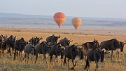 tarangire lake manyara ngorongoro serengeti safari, wildebeest migration safaris masai mara serengeti, wildebeest migration masai mara national park, masai mara national park wildebeest migration,  wildebeest, migration, safaris, masai, mara, serengeti, attractions, activities, accommodation, lodges,  things to do, what to see